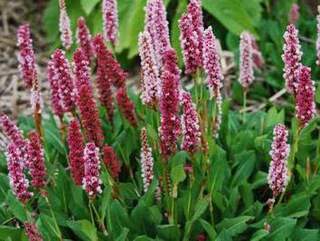 Renouée - PERSICARIA affinis 'Superba' - Vivace