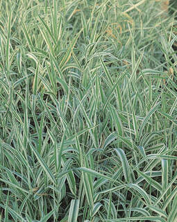 Phalaris arundinacea `Picta`