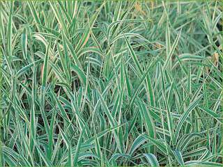 Phalaris-arundinacea-`Picta