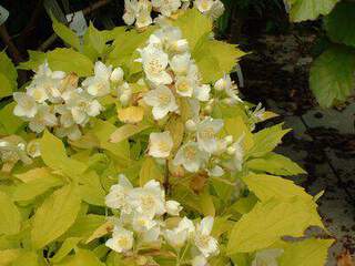 Seringat - PHILADELPHUS coronarius 'Aureus' - Arbuste