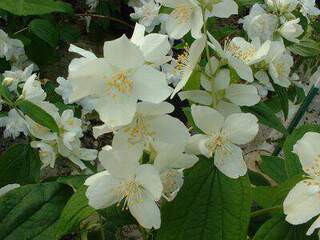 Seringat - PHILADELPHUS coronarius - Arbuste