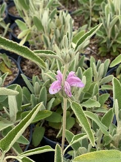 Sauge de Jerusalem pourpre - PHLOMIS purpurea - Arbuste