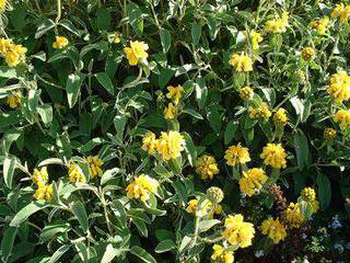 Sauge de jérusalem - PHLOMIS fruticosa - Arbuste