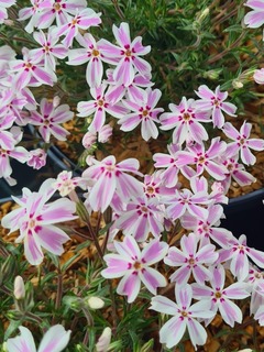 Phlox mousse - PHLOX subulata 'Candy stripes' - Vivace