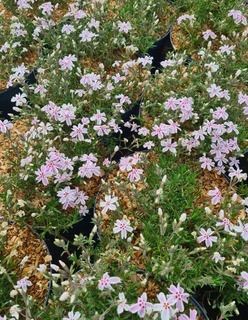 Phlox Candy stripes