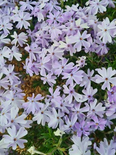 Phlox mousse - PHLOX subulata 'Emerald cushion blue' - Vivace