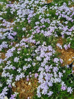 Phlox subulata Emerald Cushion Blue