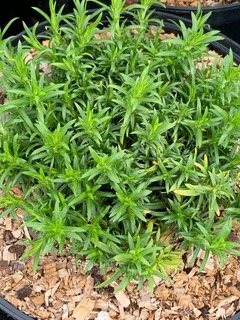 PHLOX paniculé - PHLOX subulata 'White delight' - Vivace