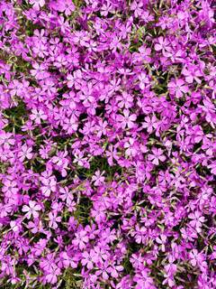 PHLOX subulata Temiskaming - PHLOX subulata 'Temiskaming' - Vivace