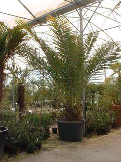 Phoenix canariensis