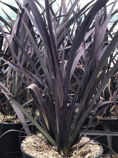 Lin de Nouvelle-Zélande - PHORMIUM 'Black adder' - Arbuste