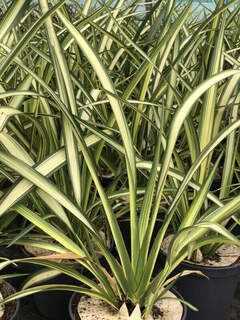 Lin de Nouvelle Zélande - PHORMIUM 'Cream Delight' - Arbuste