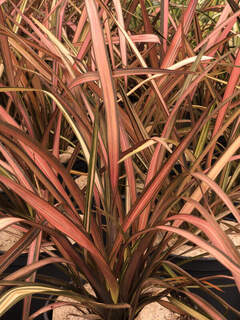 Lin de Nouvelle-Zélande - PHORMIUM 'Evening glow' - Arbuste