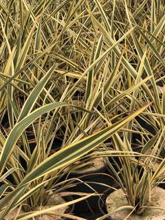 Lin de Nouvelle Zélande - PHORMIUM 'Golden Ray' - Arbuste