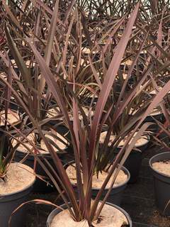 Lin de Nouvelle-Zélande - PHORMIUM tenax 'Purpureum' - Arbuste