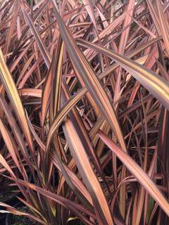 PHORMIUM 'Veneer'