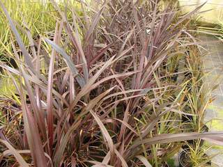 PHORMIUM 'All Black' AT