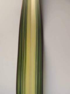 PHORMIUM 'Cream Delight'