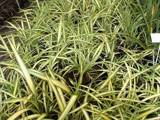 Lin de Nouvelle Zélande - PHORMIUM 'Cream Delight' - Arbuste