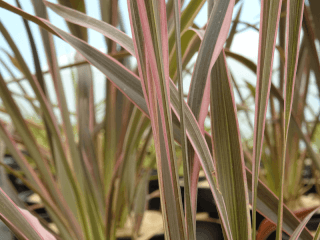 PHORMIUM 'Pink Stripe''