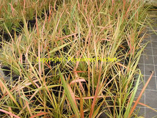 PHORMIUM 'Jester'