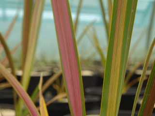 Lin de Nouvelle Zélande - PHORMIUM 'Rainbow Sunrise' - Arbuste