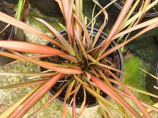 PHORMIUM 'Rainbow Sunrise' 