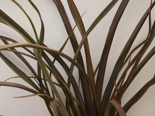 Lin de Nouvelle Zélande - PHORMIUM 'Surfer Bronze' - Arbuste