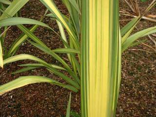 PHORMIUM 'Yellow Wave' 2