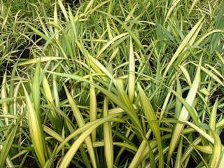 PHORMIUM 'Yellow Wave' AT