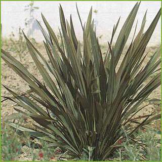 Phormium-tenax-`Bronze-Baby