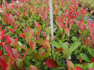 Photinia Red robin