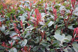 Photinia tricolore - Photinia x fraseri Louise 'McLarlou' ® - Arbuste