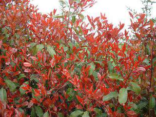 PHOTINIA Red robin