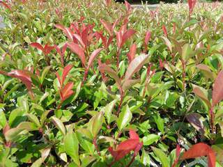 Photinia - PHOTINIA fraseri 'Carré rouge' - Arbuste