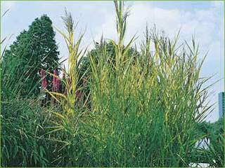 Phragmites-australis