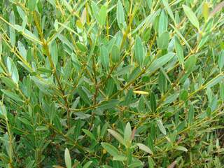 PHYLLIREA angustifolia ATfeuille