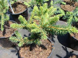 Epicea - PICEA abies 'Maxwelli' - Conifère nain