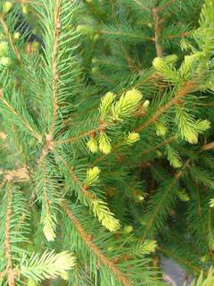 PICEA excelsa ATfeuille