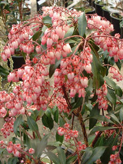 Andromède du Japon - PIERIS japonica 'Katsura' - Arbuste