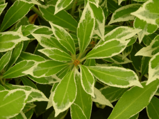 PIERIS 'Little Heath Green variegata '