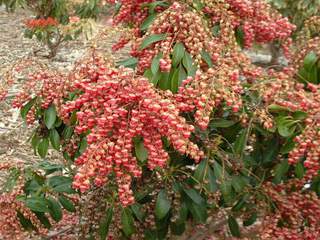 Andromède du Japon - PIERIS japonica 'Valley Valentine - Arbuste