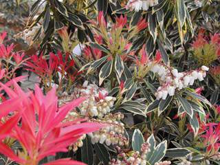 Pieris panaché, Andromède - PIERIS japonica 'Flaming silver' - Arbuste