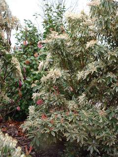 PIERIS floribunda 'Flamming Sylver'