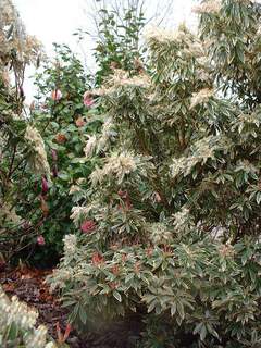 PIERIS floribunda 'Flamming Sylver'