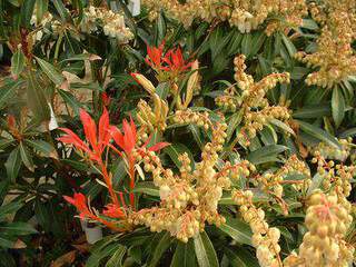 Piéris, Andromède - PIERIS japonica 'Forest flame' - Arbuste