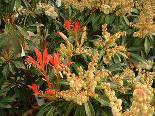 PIERIS japonica  Forest Flame