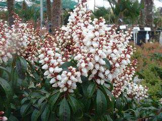 Pieris, Andromède - PIERIS japonica 'Bonfire' - Arbuste