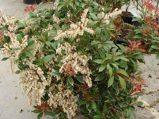 Pieris panaché, Andromède - PIERIS japonica 'Carnaval' - Arbuste