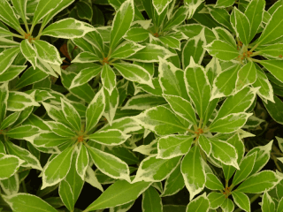 PIERIS 'Little Heath Green'